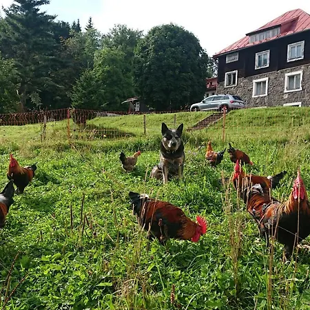 Chata Kovárna * Zdobnice